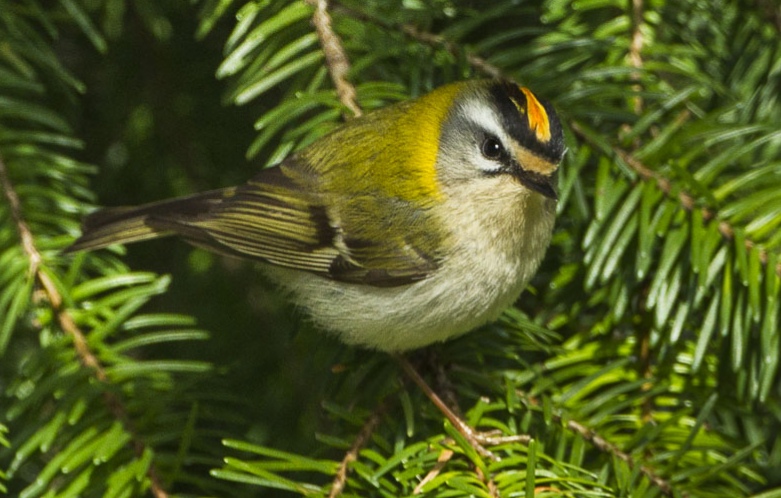 A firecrest